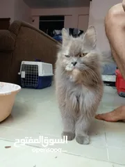  24 Persian cat