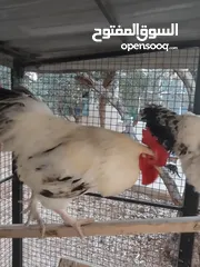  3 ديوك انجليزي عدد 2 للبيع