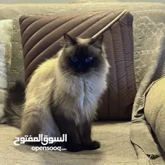  3 قطة هملايا سيامي للبيع