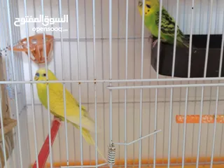  3 جوز حب شغال