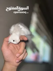  1 كوكتيل متكلم