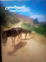  1 حماره وبنتها
