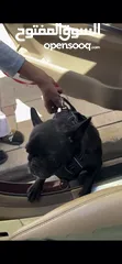  9 French Bulldog