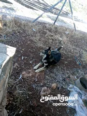  1 كلبات هاسكي بونتر