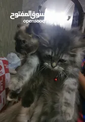  2 قطط شيراز و هيمالايا