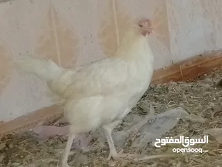  2 دجاج عماني للبيع