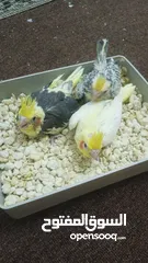  5 جوز دره شغالات انتاج