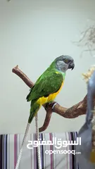  1 Single Senegal Parrot