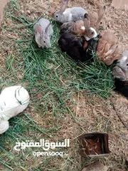  3 أرانب نخب للبيع