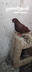  5 حمام مشكل عند صورهن