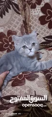  3 قطط للبيع سكوتش فولد