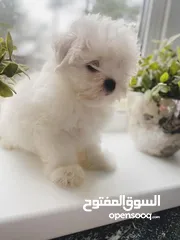  1 Maltese puppy’s available
