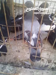  1 زغاليل بلدي حجم مرتب كبير