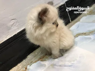  8 قطط هملايا للبيع