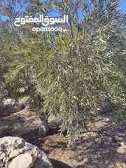  7 مزرعة للبيع