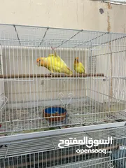  5 Cocktail albino love birds orange