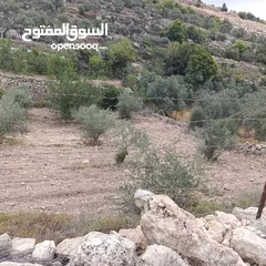 2 ارض زراعيه للبيع