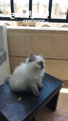  2 قطه للبيع شيرازي  سكان عين الباشا