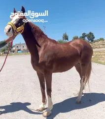  1 فرس نخب النخب