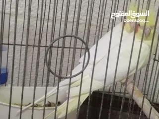  1 جوز لاتينو منتج اقرأ الوصف للبيع مستعجل تم تنزيل السعر الوصف مهمممممممممم