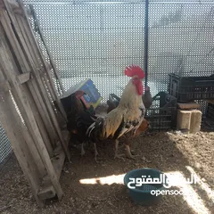  2 جاج بلدي مقنوة