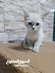  1 ثلاثه قطط للبيع بسعر مناسب السعر 25 للقطه الواحده