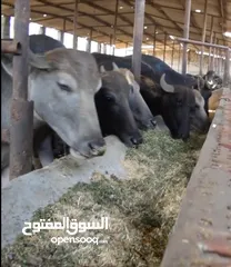  15 علف الازولا يزرع مره وينتج يوميا مدى الحياه للدجاج والمواشي وجميع الحويانات