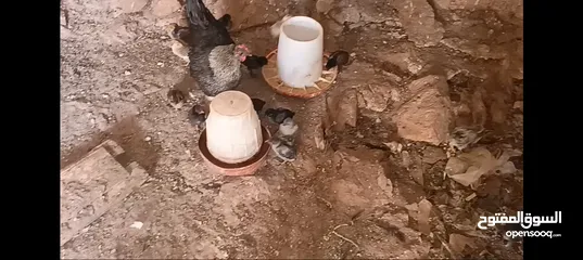  14 3 جاجات مع فراخهم