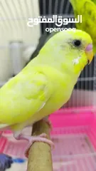  10 Ready to egg adult Budgies