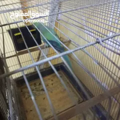  7 مجموعة معاكيف للبيع