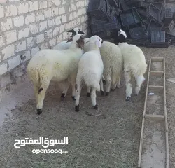  6 خرفان للبيع