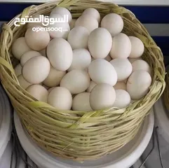  1 بيض بلدي 100 /100