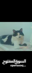  2 قط شيرازي للتبني بدون مقابل