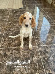  1 جراء صيد انجلش سيتر