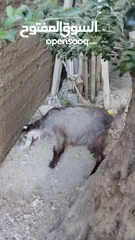  2 جدي للبيع بصحه جيده. وممتازه للبيع