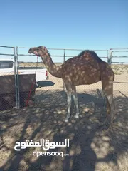  2 بكره حجه سلاله