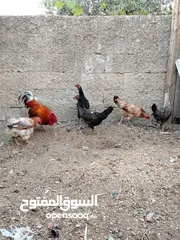  1 5 دجاج للبيع بياضات وديك نخب اول  والصلاة على النبي