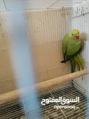  6 انثى طيرة ببغاء الدرة الهندي شاهد الفديو،كوكتيل روز فيشر كاسكو حب جنة كناري حسون امازوني فراخ