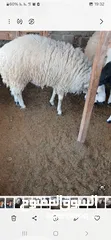  2 خروف للبيع