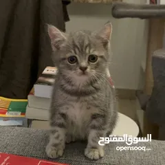  5 Blue Tabby British Shorthair male kitten