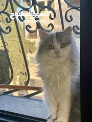  5 قطط للتبني بدون مقابل ذكور و إناث