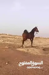 3 مهرة عربيه غير مسجلة
