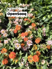  2 Garden Mantince New Garden