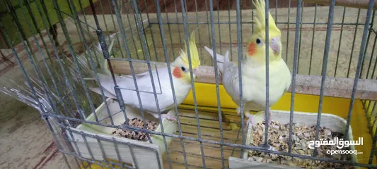  3 كوكتيل لاتيني للبيع معه بيضتين