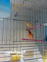  6 طيور كنار وحب للبيع