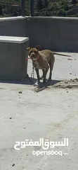  1 كلب بيتبول