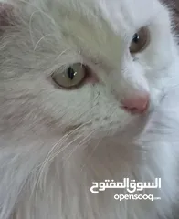  3 قط نوع آجورا تركي ذكر للبيع