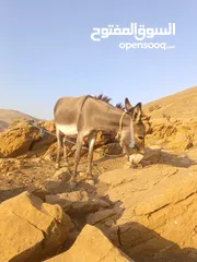  2 جحشه غنم كفاله ركوب