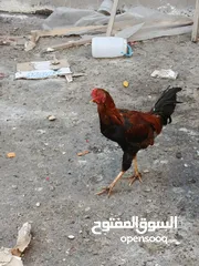  3 دجاج هرات البيع