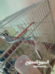  3 كوكتيل وايت فيس